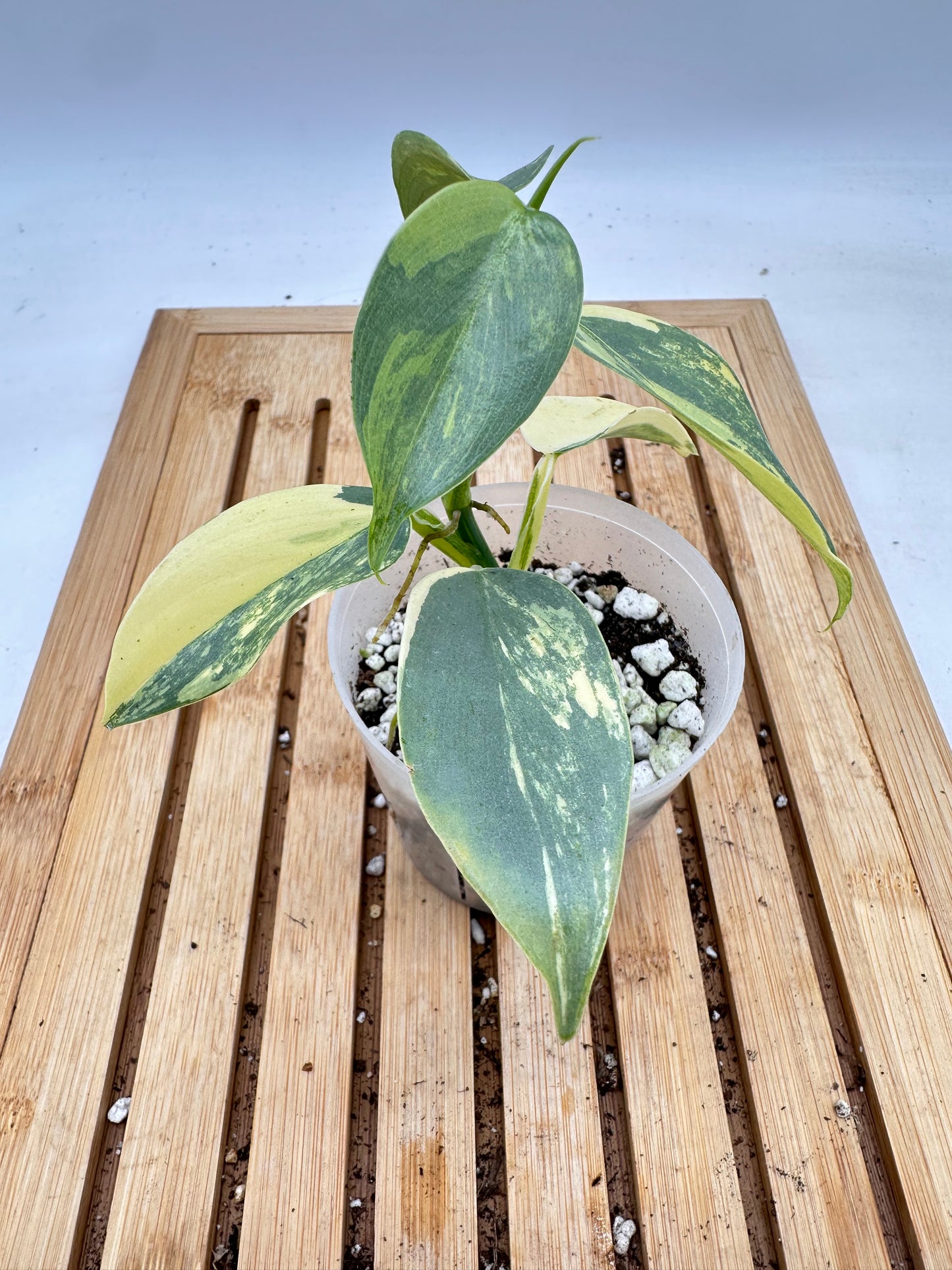 Thanksgiving Sales - 🦄 Variegated Philodendron Silver Sword