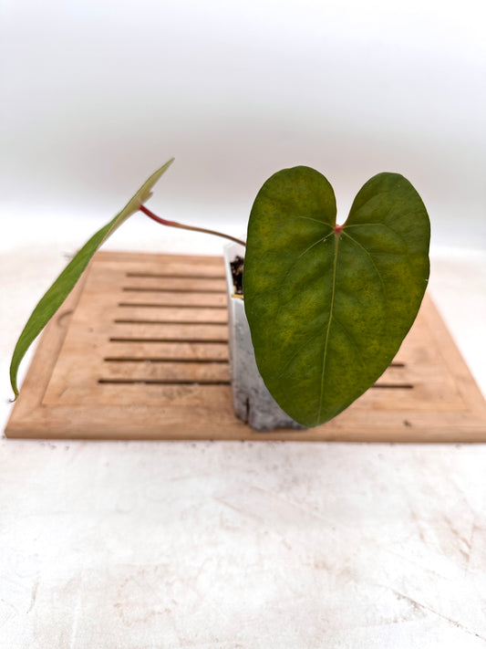 Anthurium AOS x Legend