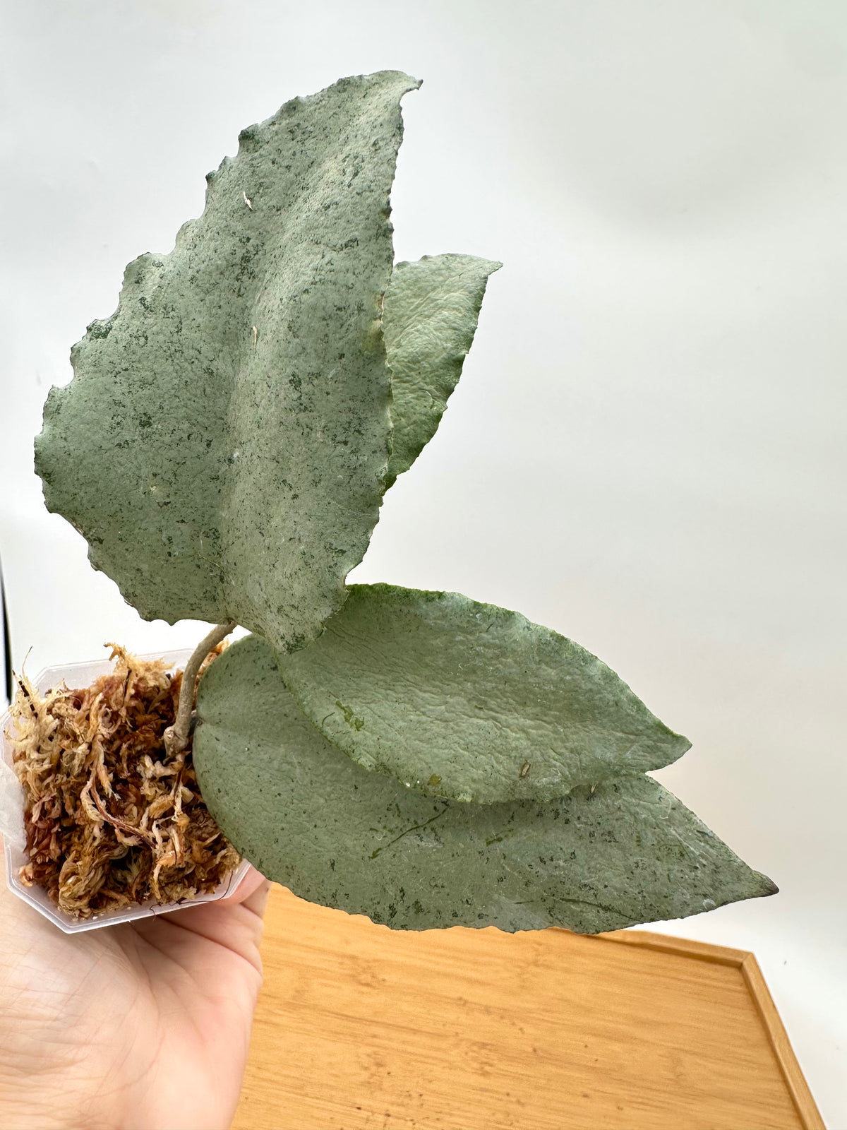Hoya Caudata ‘Argene’ Silver - Big Leaf