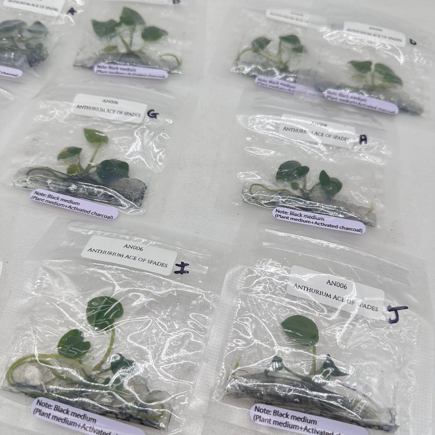Tissue Culture - Anthurium Ace of Spades