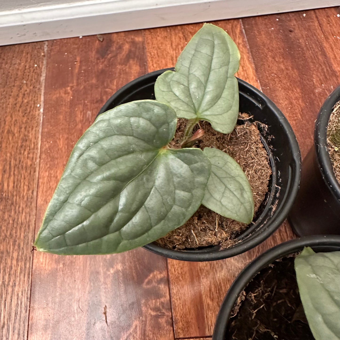 Anthurium Luxurians Platinum