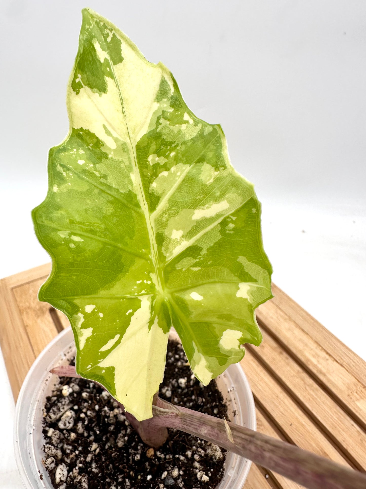 Thanksgiving Sales - Alocasia Portora Variegated