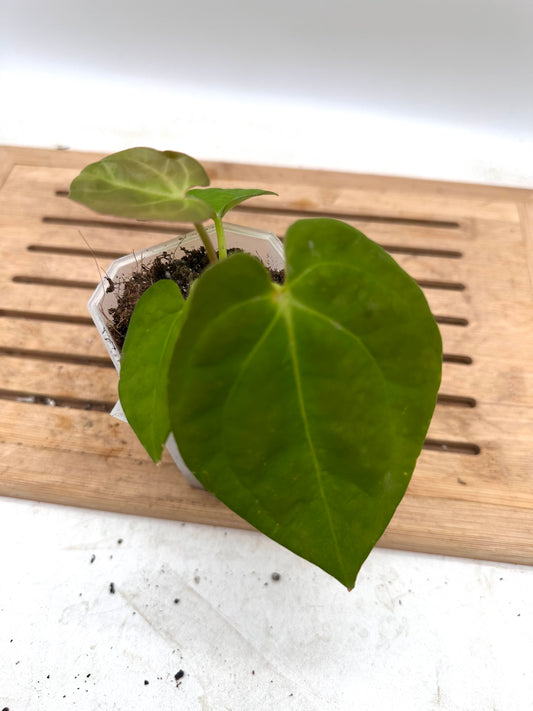 Anthurium Hoffmanii x Papillilaminum  - Thanksgiving Sale 💚
