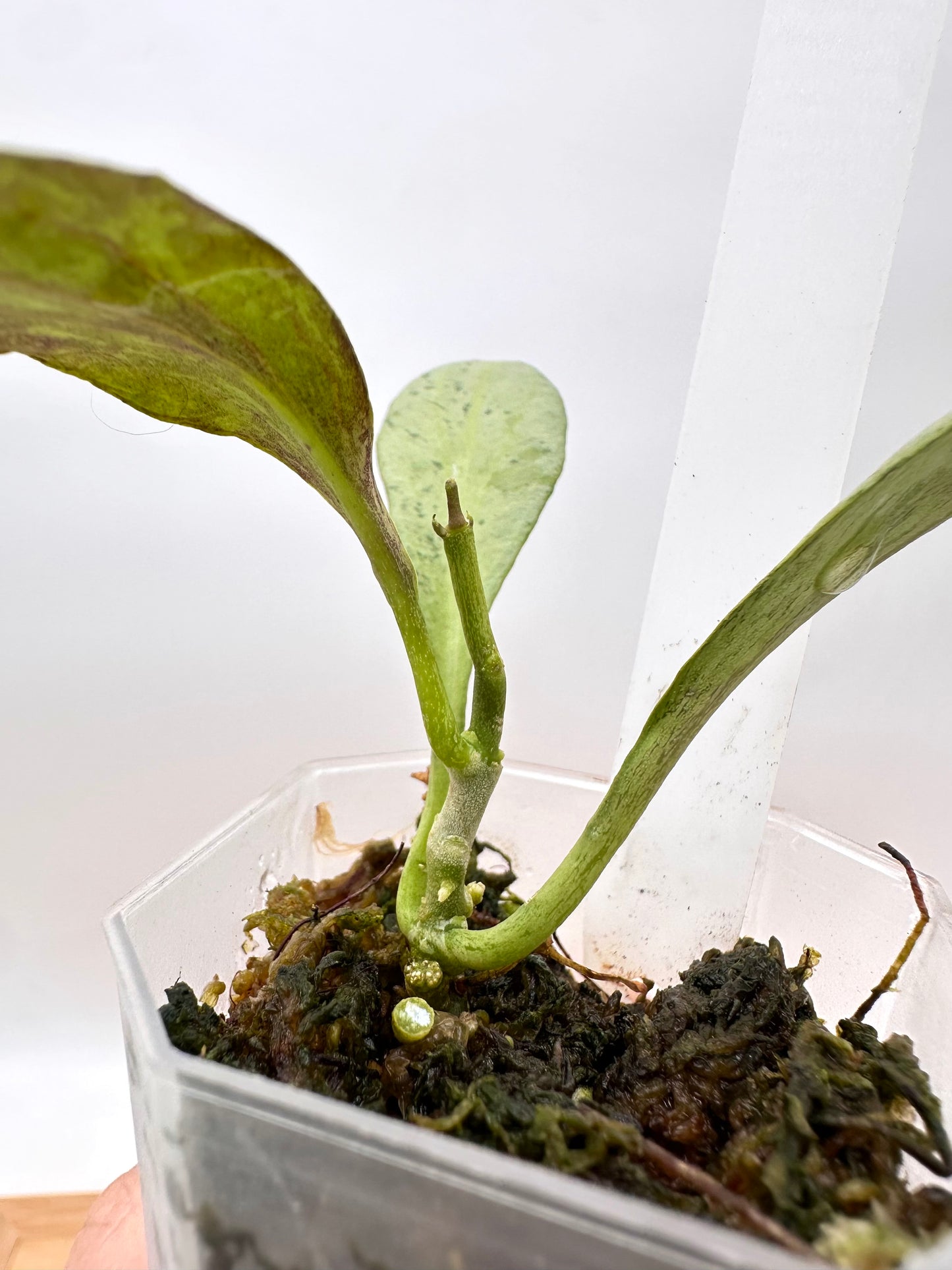 Hoya New Guinea Ghost NGG