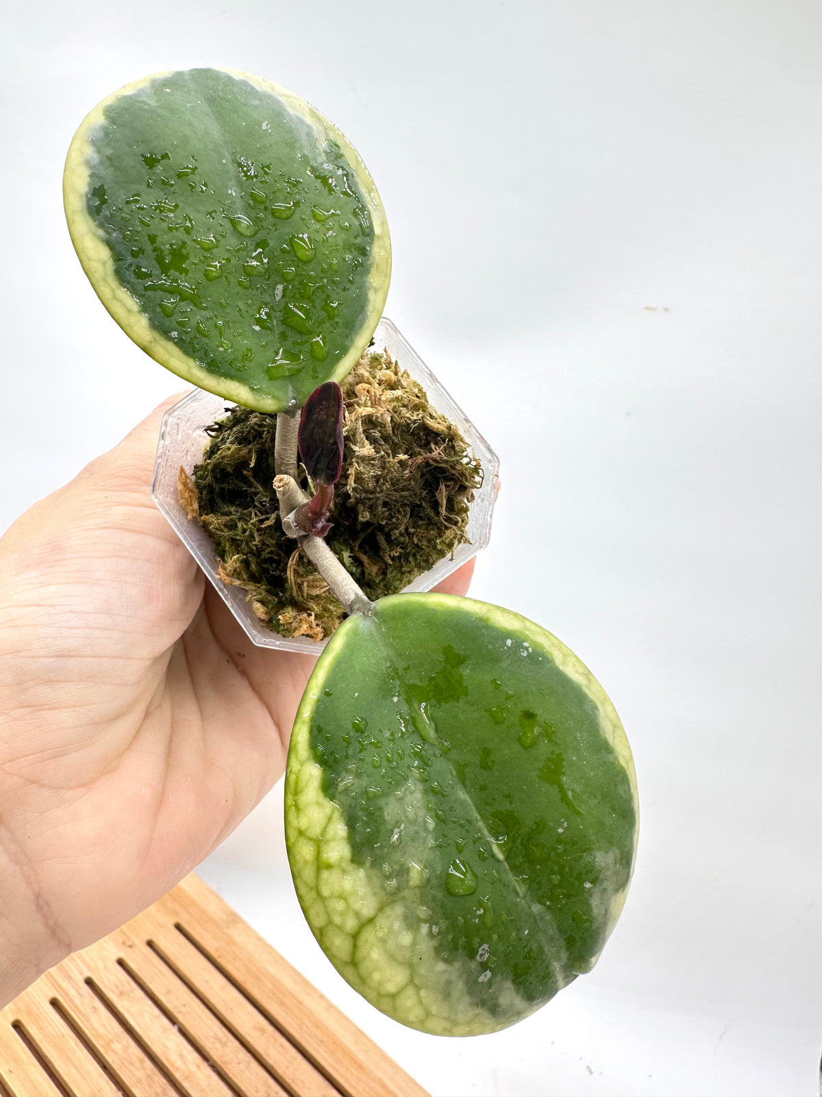 Hoya Obovata ‘Amelia’ Outer Variegated - Rare Find