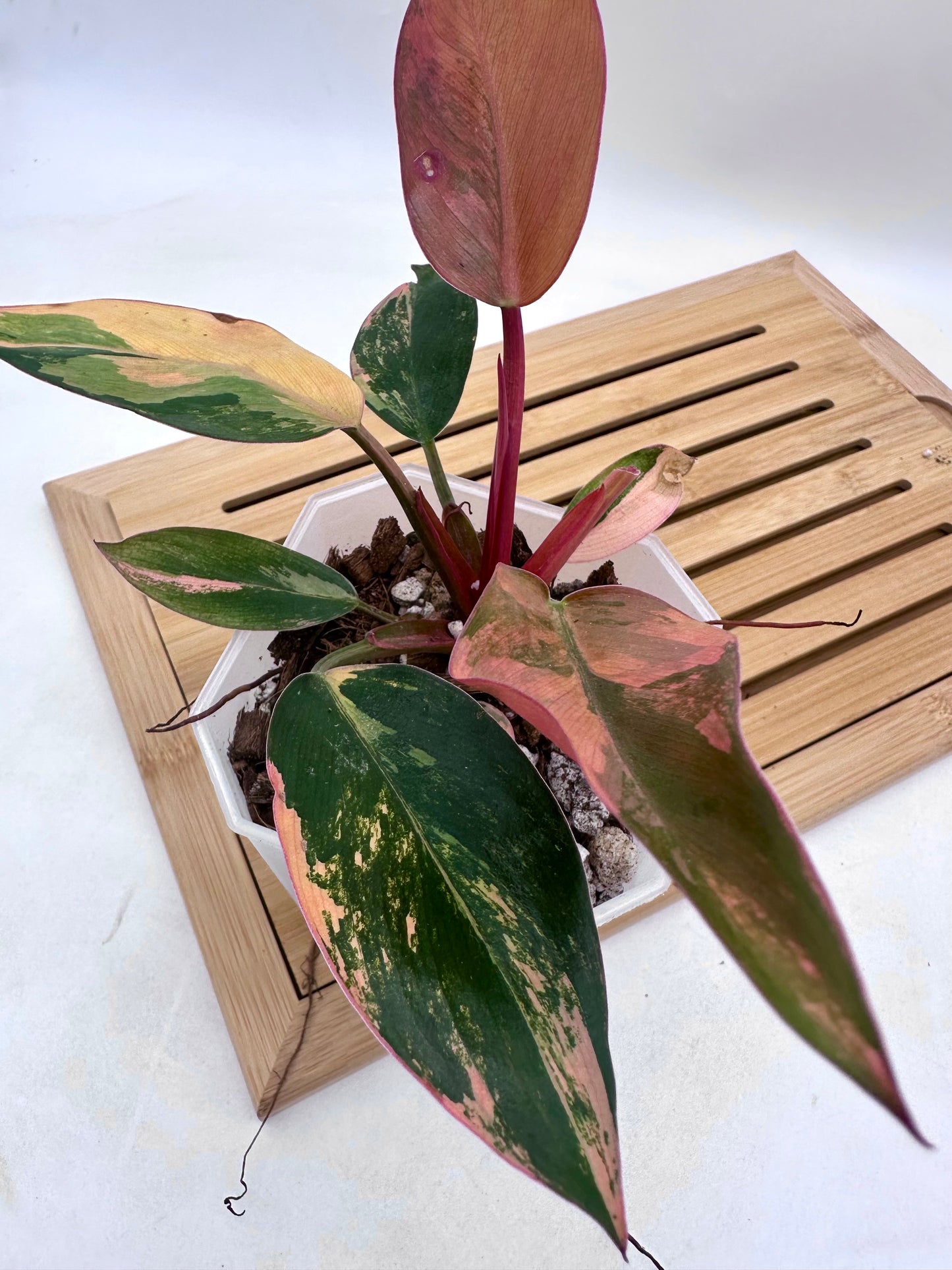 Philodendron Red Congo Variegated
