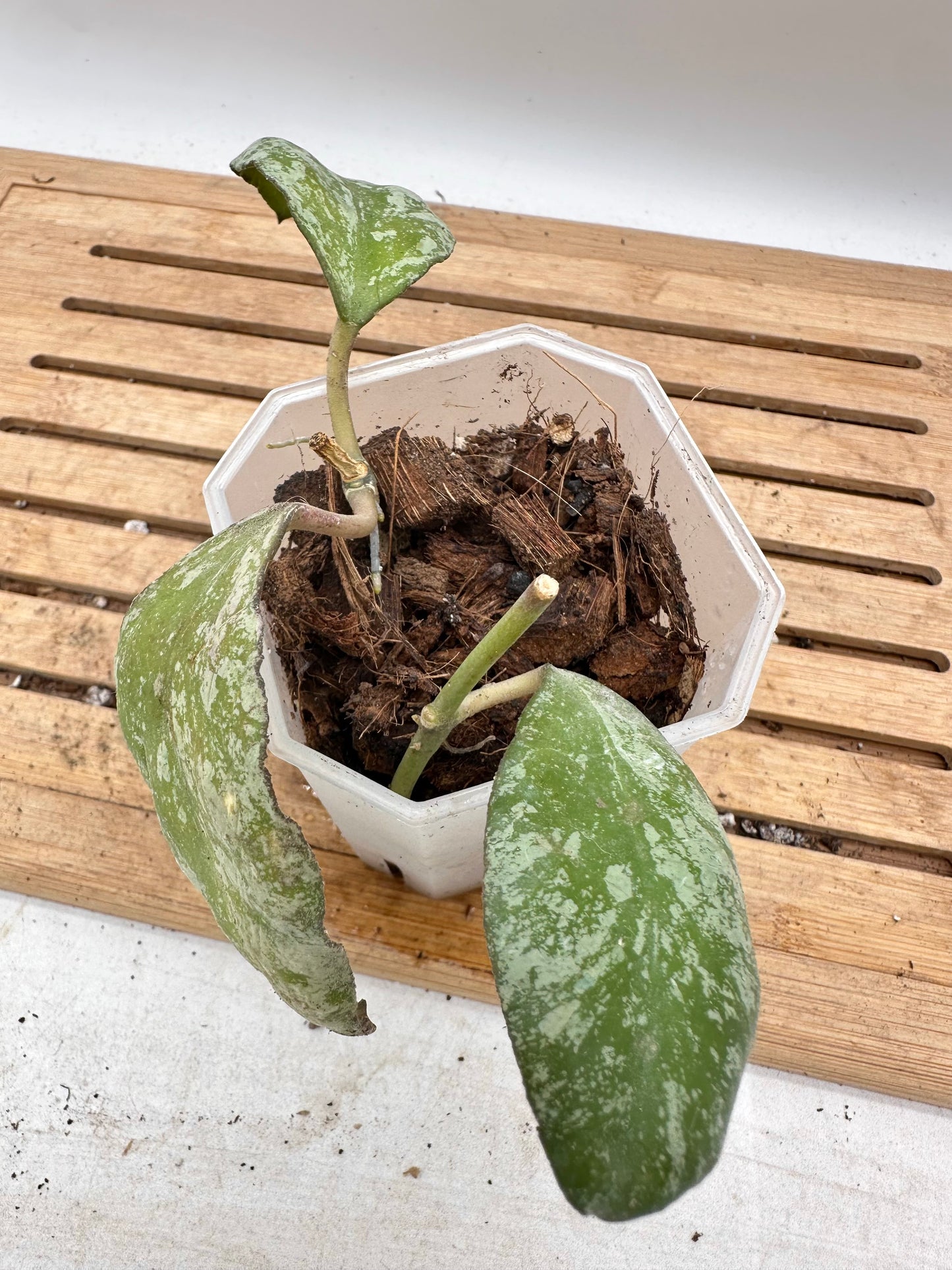 Hoya Cloudy Sky - 2 Rooted Cuttings in The Pot - Clearance Sale 💚