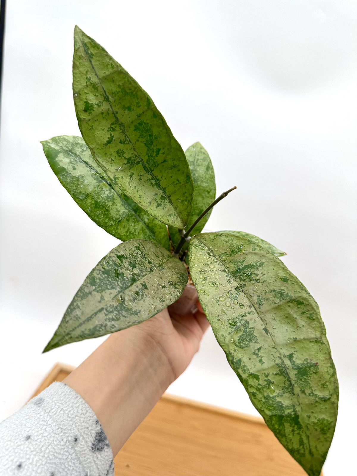 Hoya ‘Panggha’ Silver - Rare Find