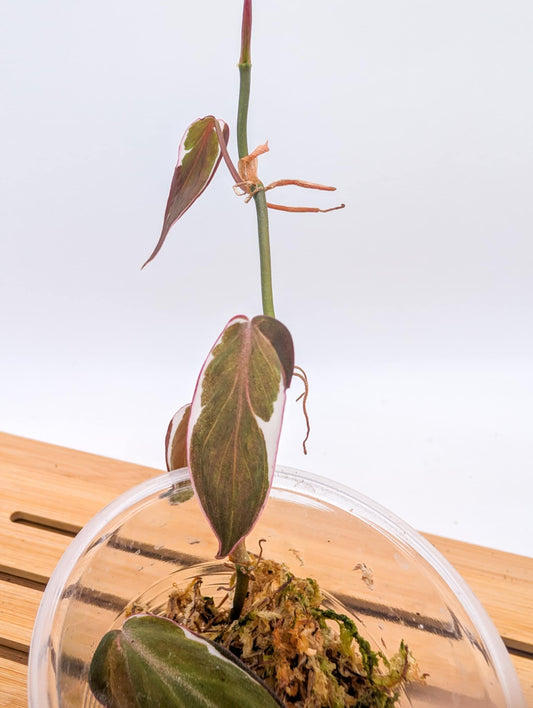 Philodendron Micans Halo Variegated