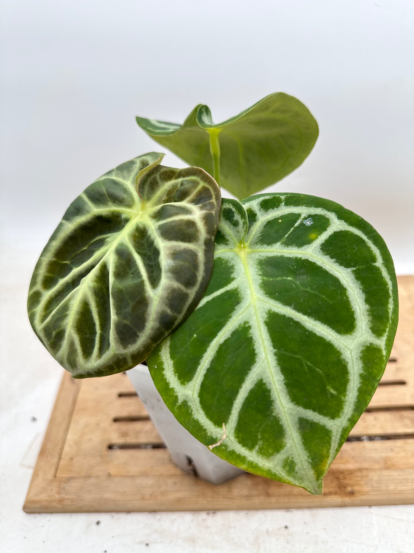 Anthurium Red Tiger - Good Size