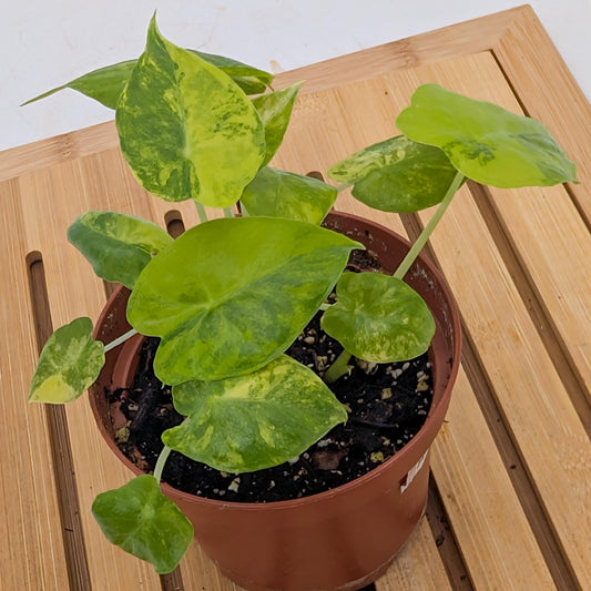 Alocasia Gageana Aurea Variegated