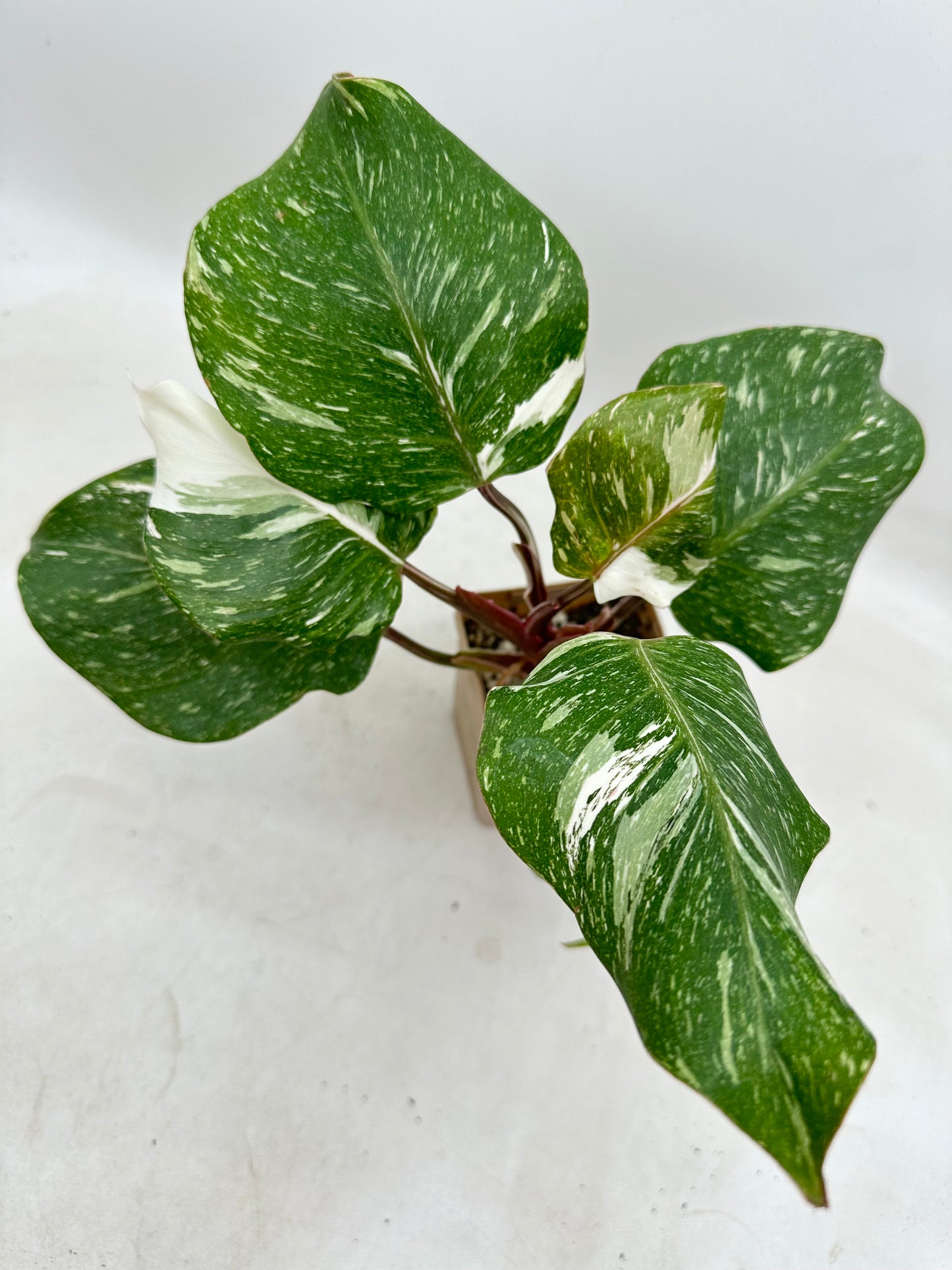 Philodendron White Knight Marble King Variegated