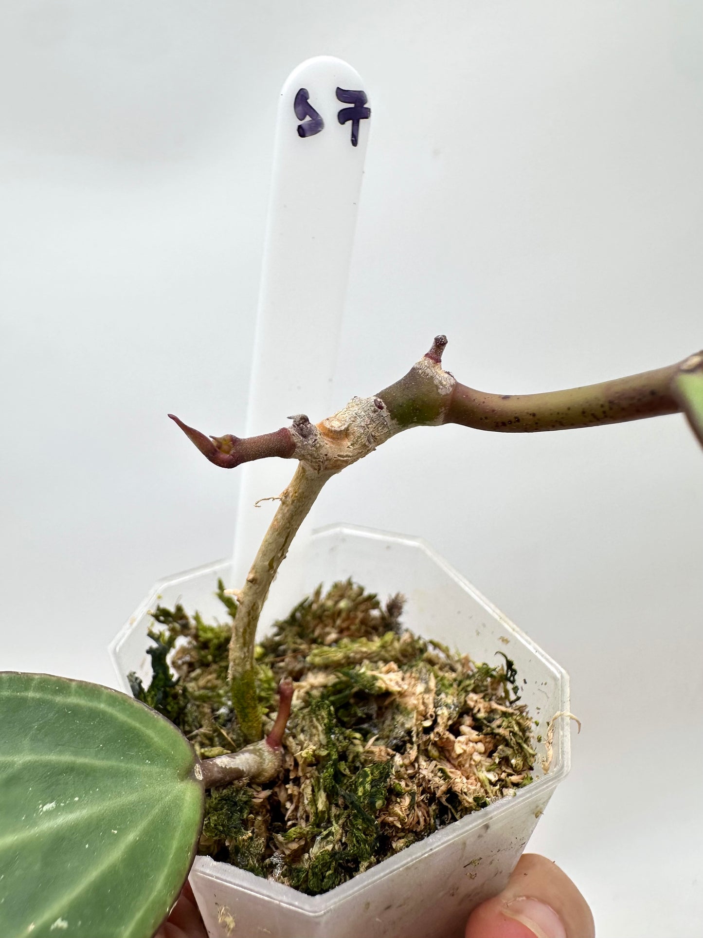 Hoya Latifolia Green Form