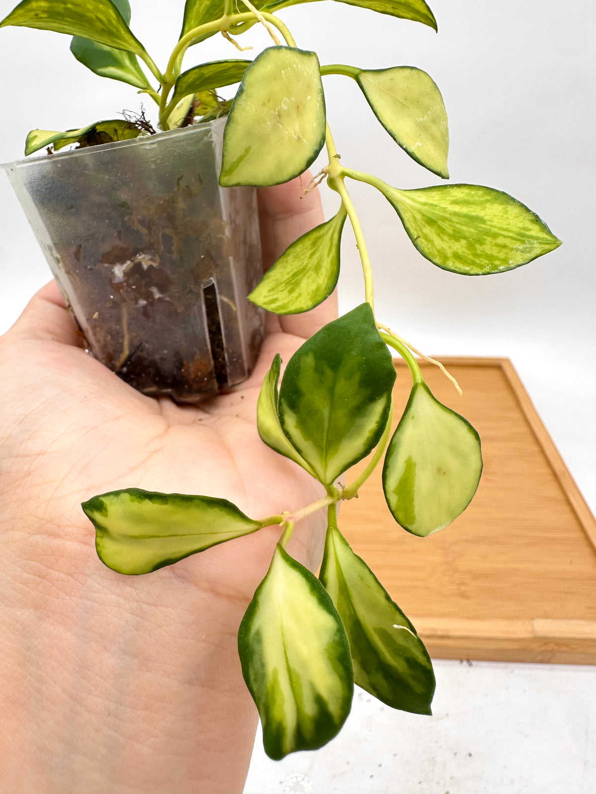 Hoya Heuschkeliana Inner Variegated