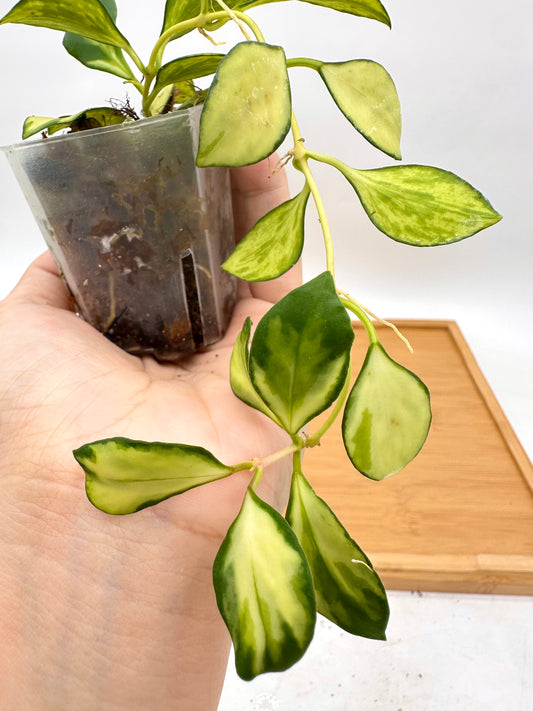 Hoya Heuschkeliana Inner Variegated