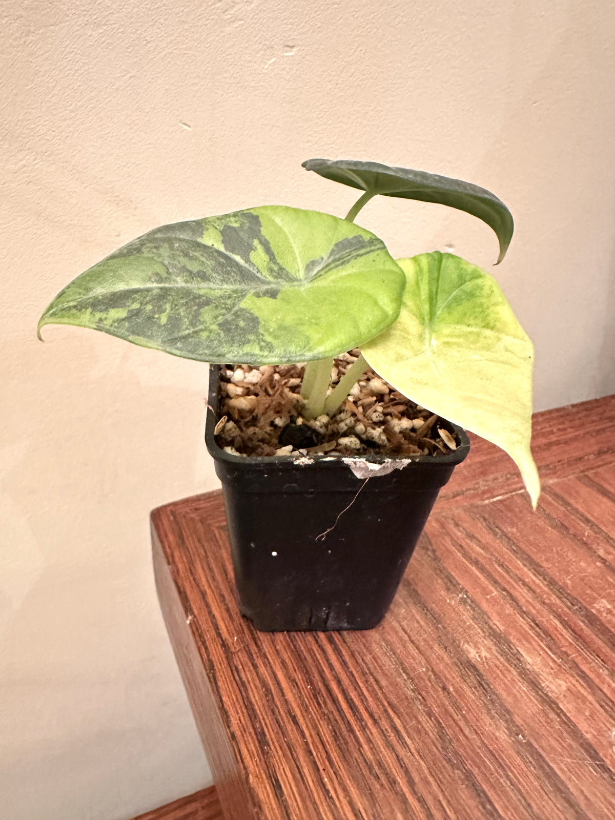 Alocasia Maharini Golden Like Variegated
