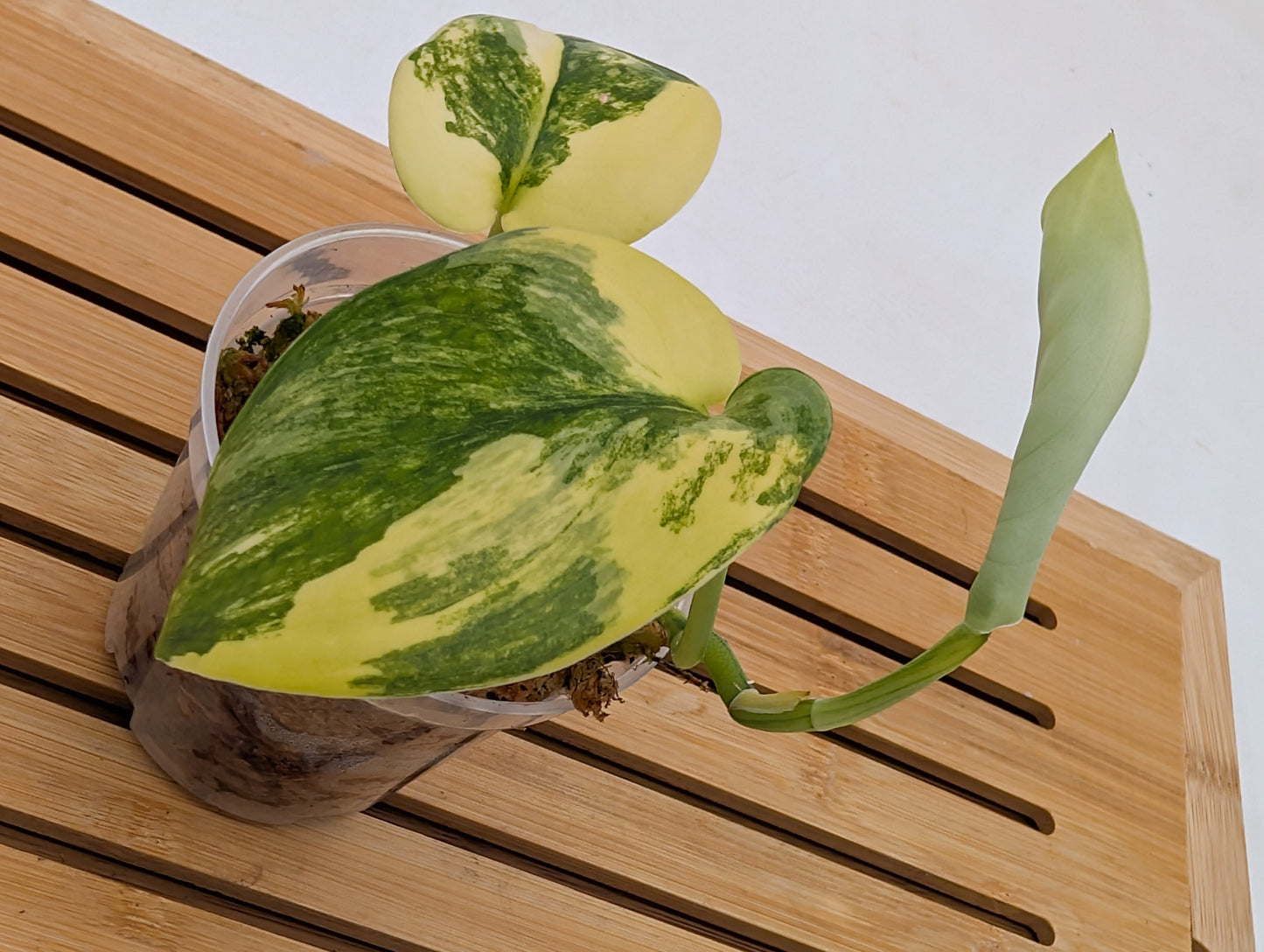 Scindapsus Jade Satin Variegated