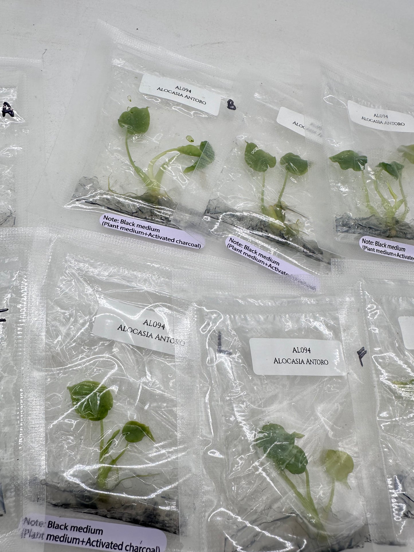 Tissue Culture - Alocasia Antoro