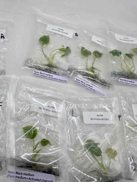 Tissue Culture - Alocasia Antoro