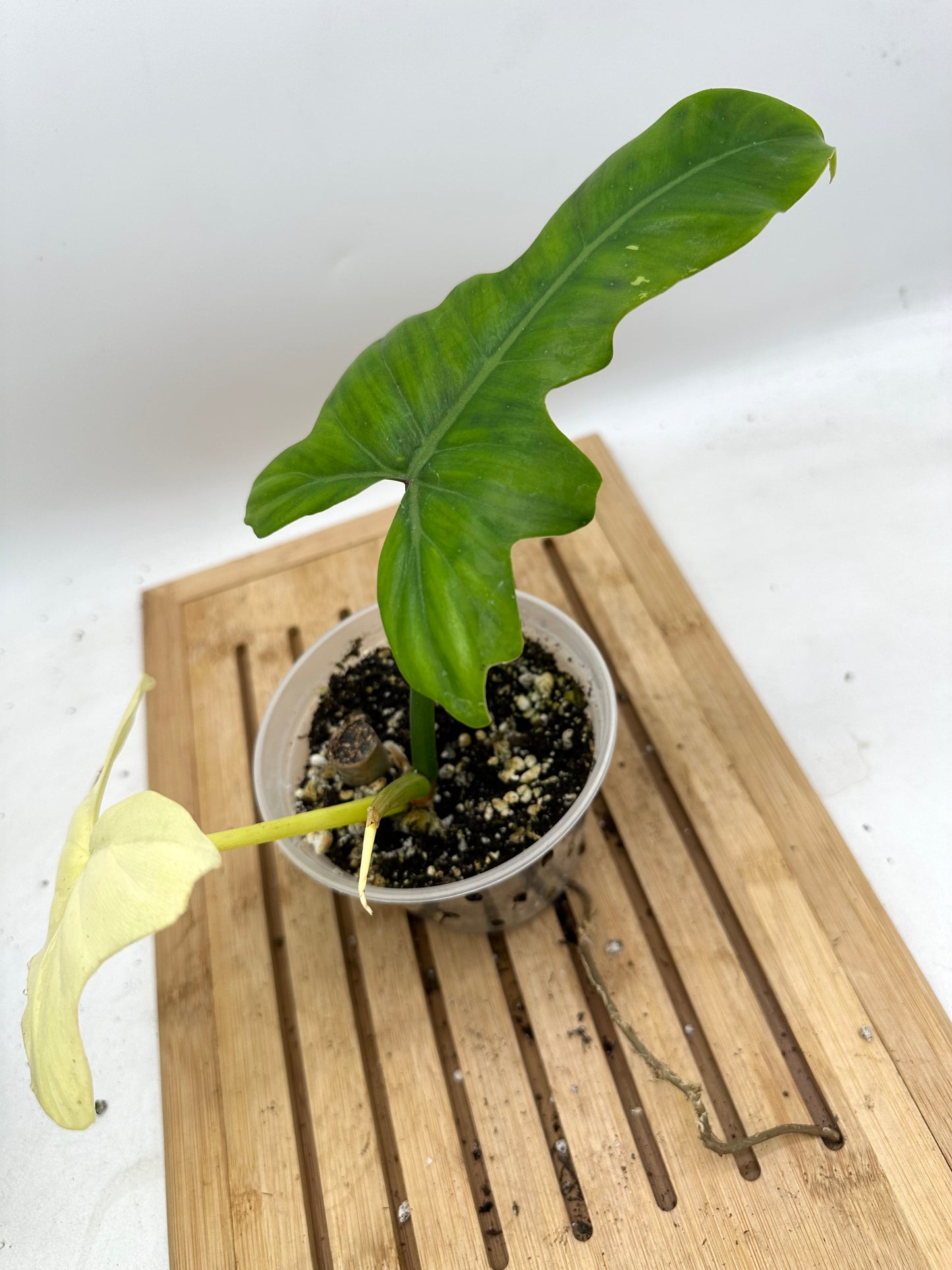 Black Friday Sales - Philodendron Golden Dragon Albo Variegated