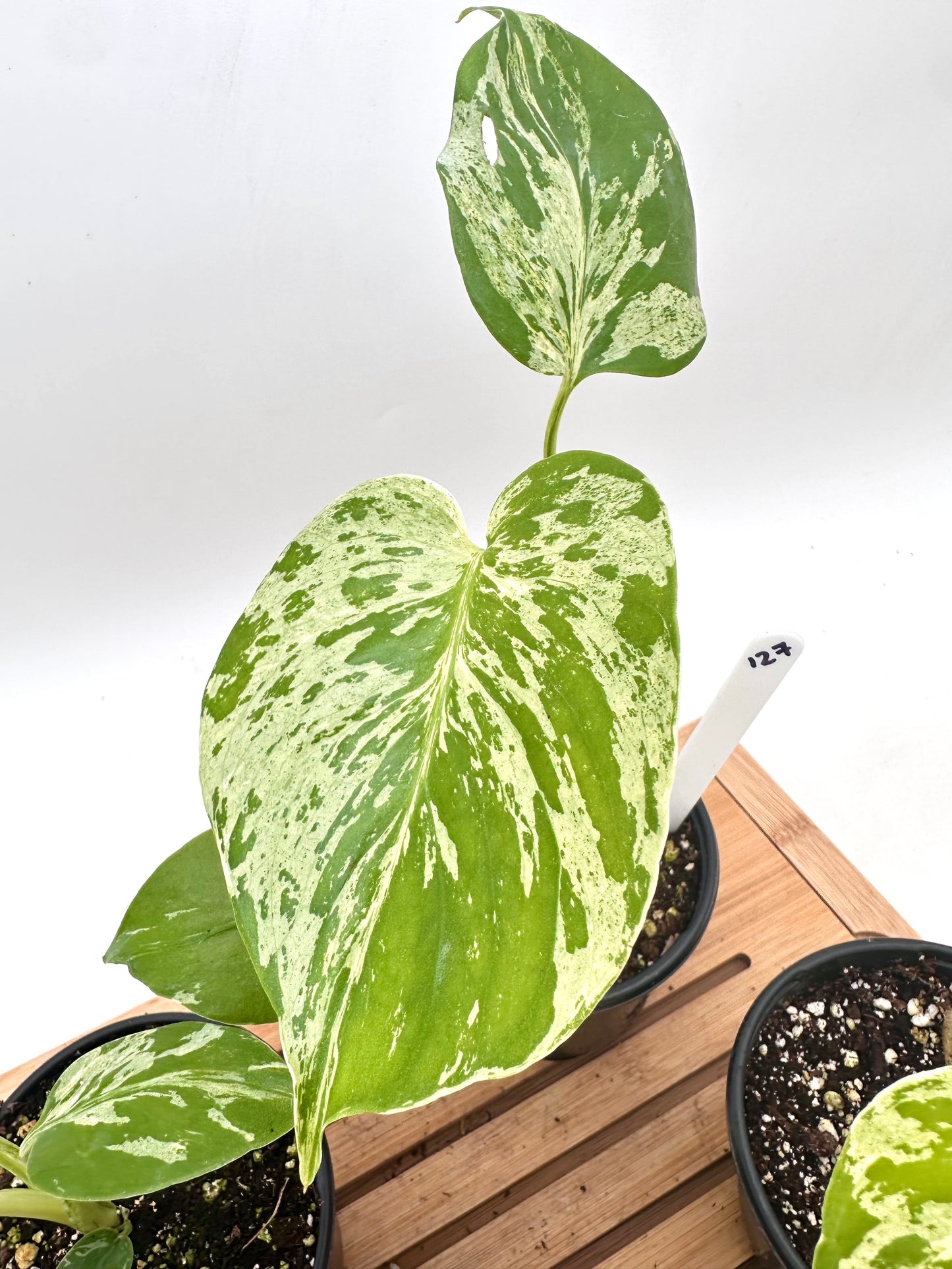 Monstera Bulbasaur in 4” Pot
