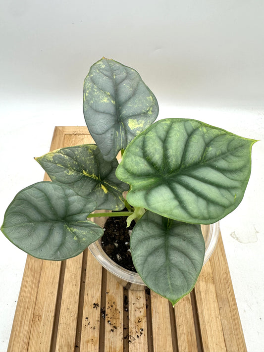 Alocasia Silver Dragon Variegated