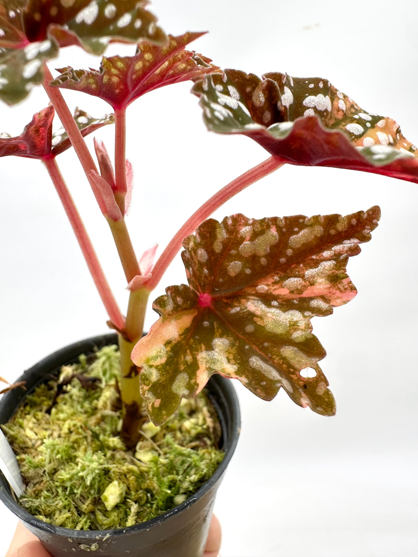 Begonia Izumo Variegated