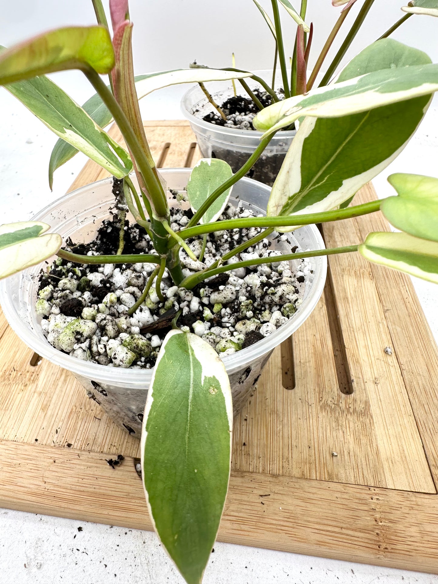 Philodendron Atabapoense Variegated