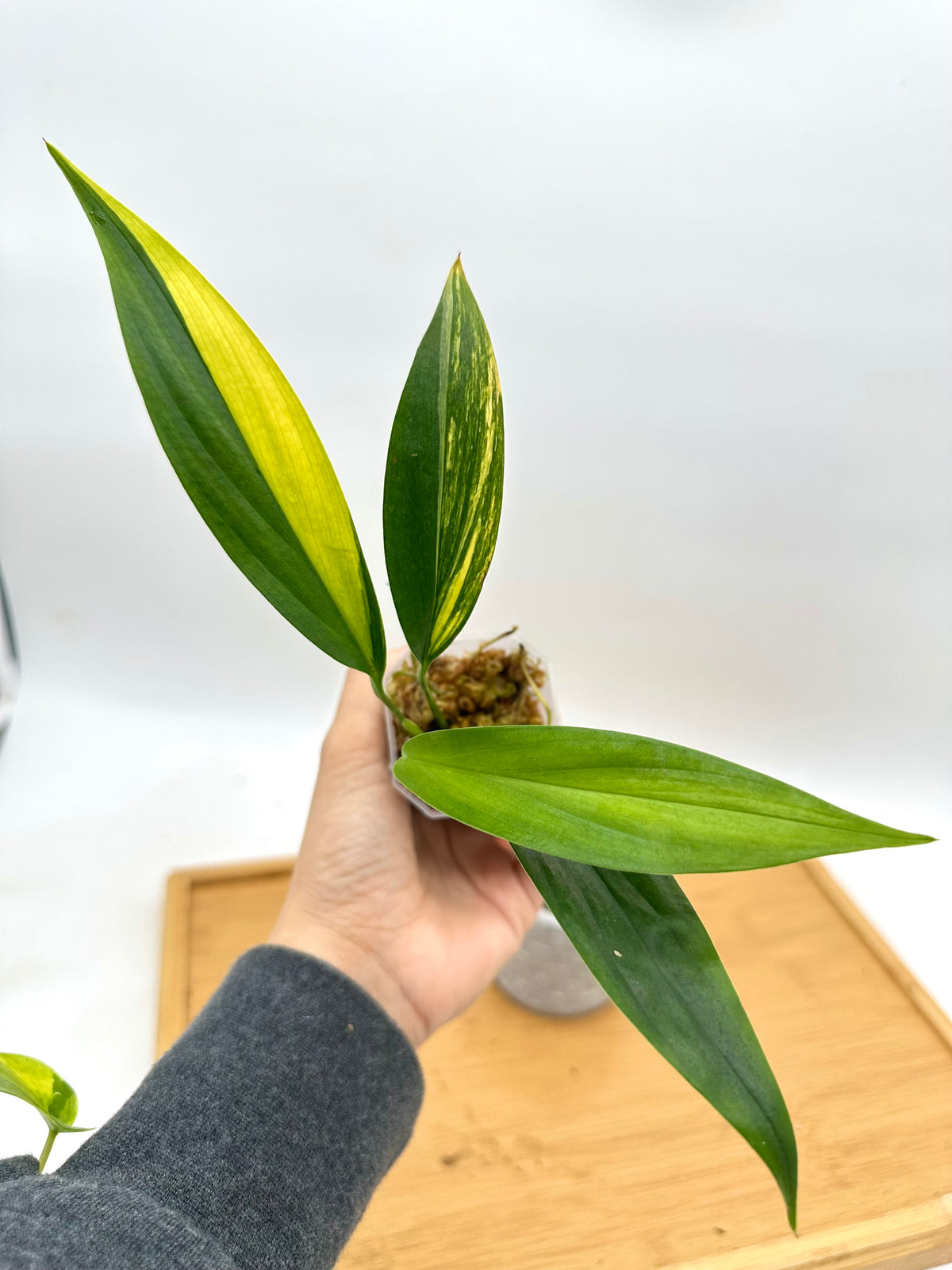 Epipremnum Amplissimum Variegated