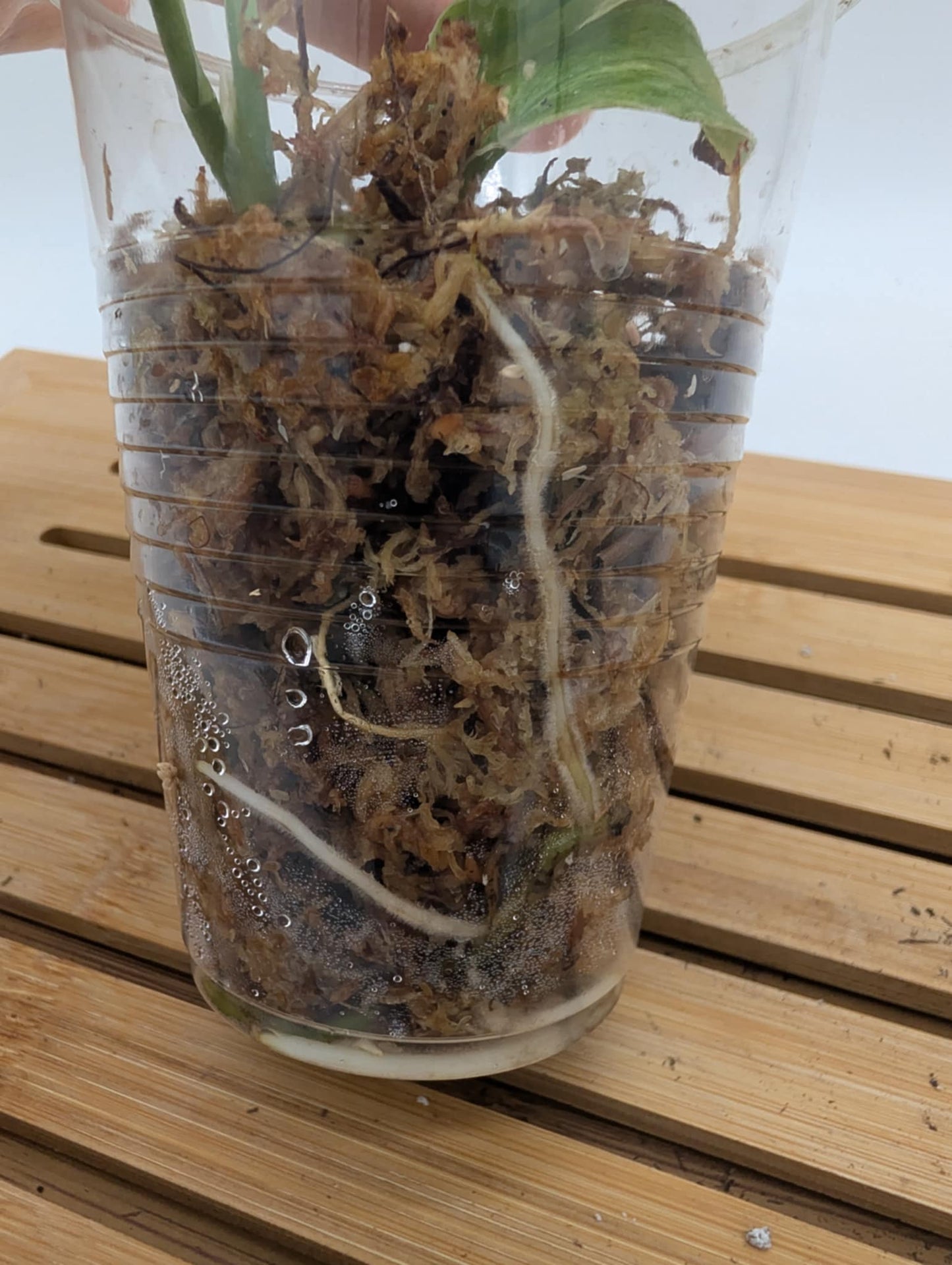 Scindapsus Moonlight Mint Variegated