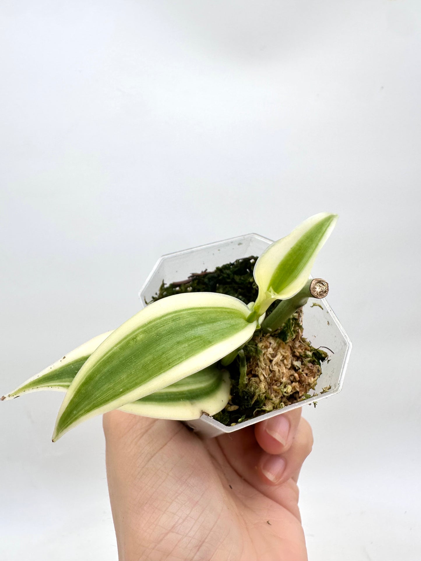 Vanilla Orchid Variegated