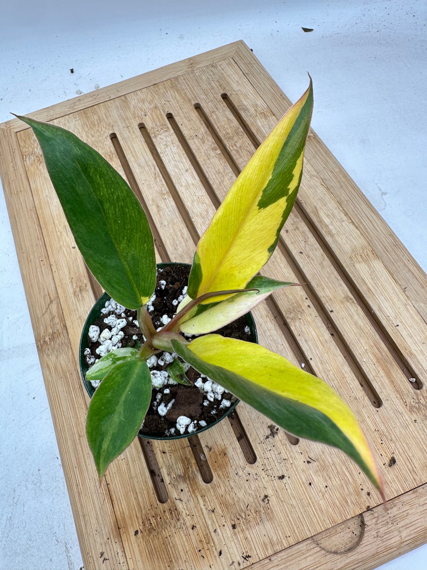 Black Friday Sales - Philodendron Caramel Marble Variegated