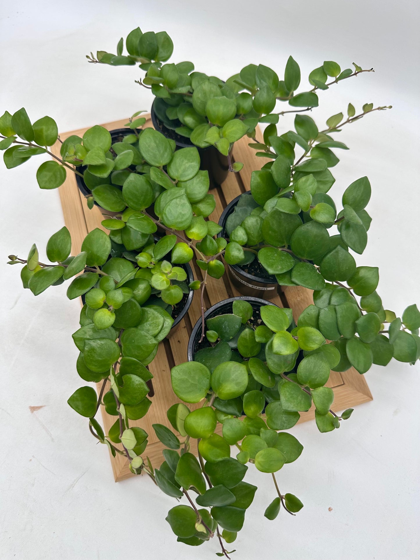 Thai Pink 🌸 Lipstick Plant