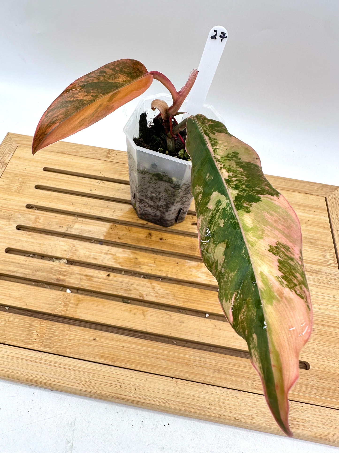 Philodendron Caramel Marble Variegated