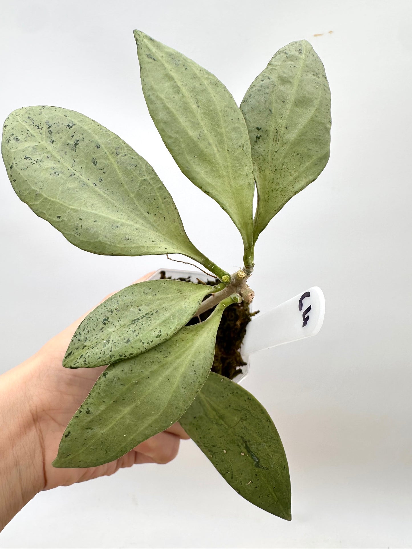 Hoya New Guinea Ghost NGG - Multiple Growths