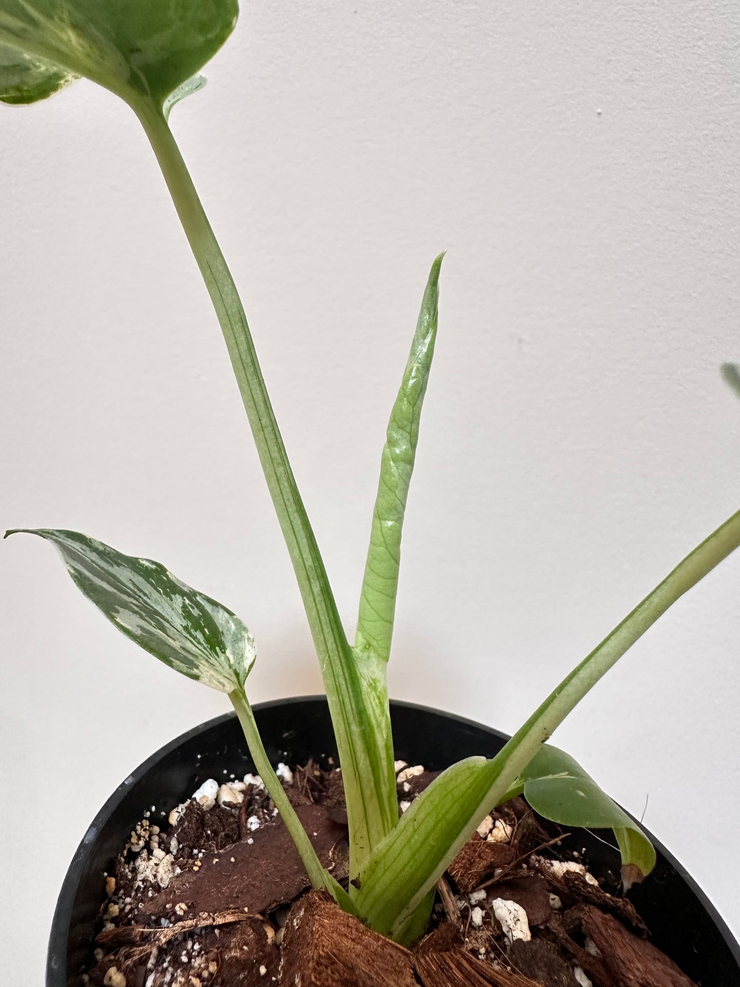 Monstera Bulbasaur - F