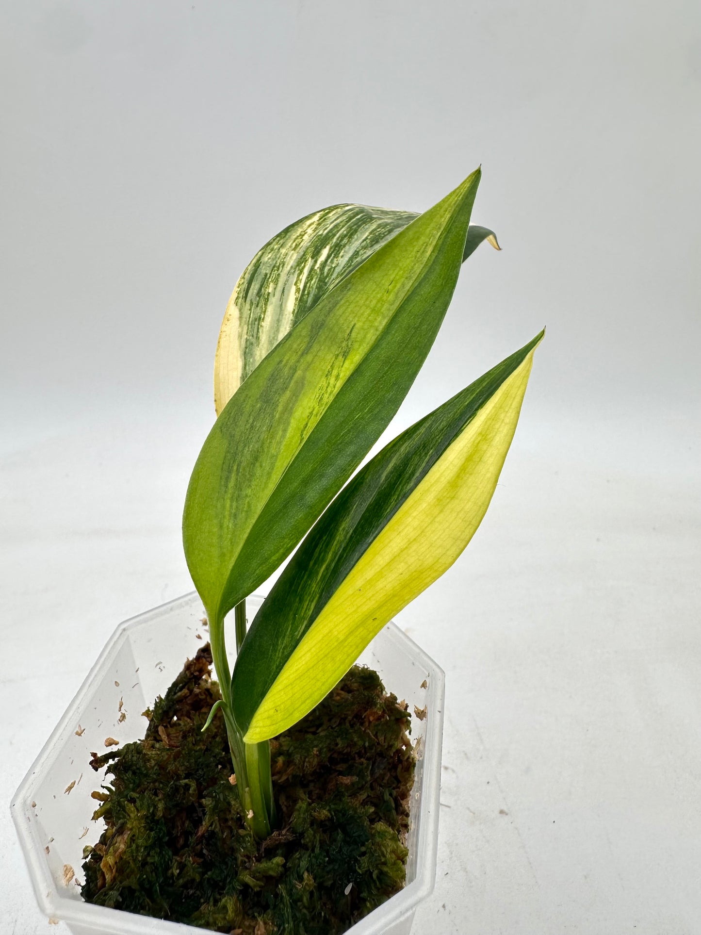 Epipremnum Amplissimum Aurea Variegated