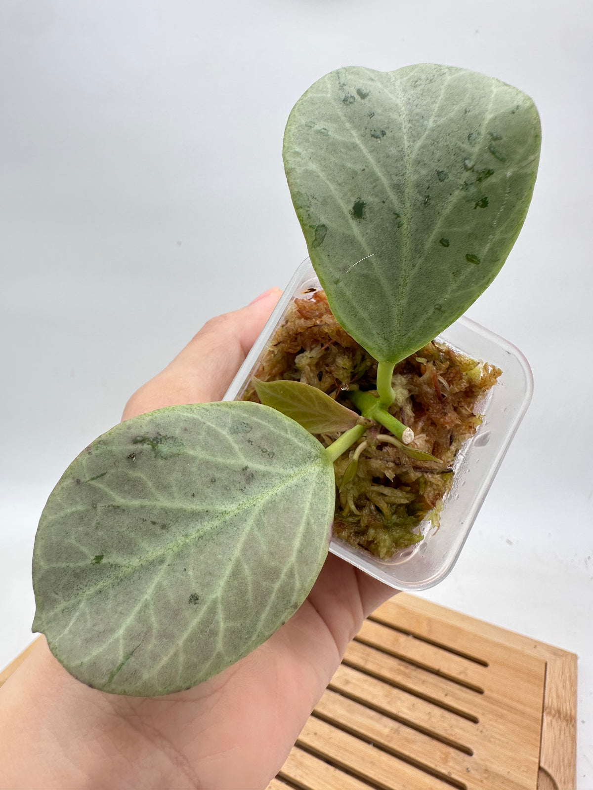Hoya Rowena Silver