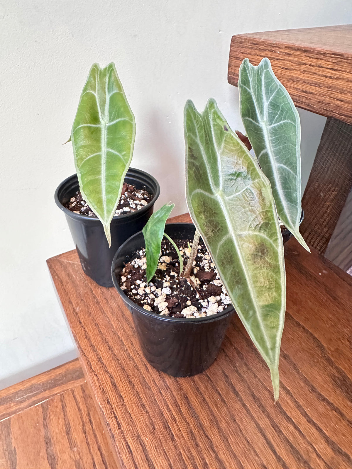 Alocasia Longiloba ‘Purple’