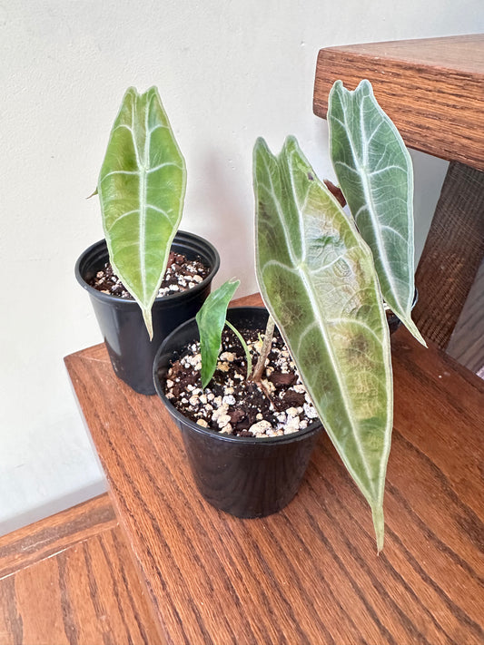 Alocasia Longiloba ‘Purple’