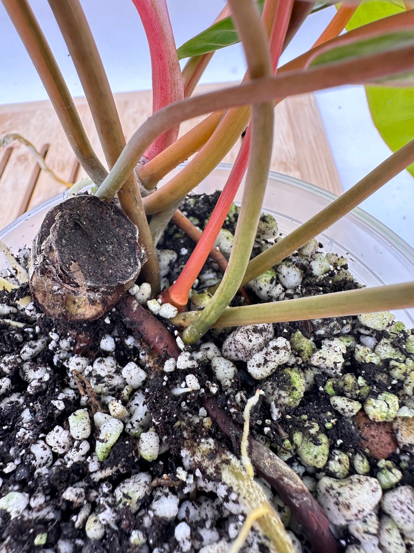 Philodendron Billietiae Variegated (multiple growths)