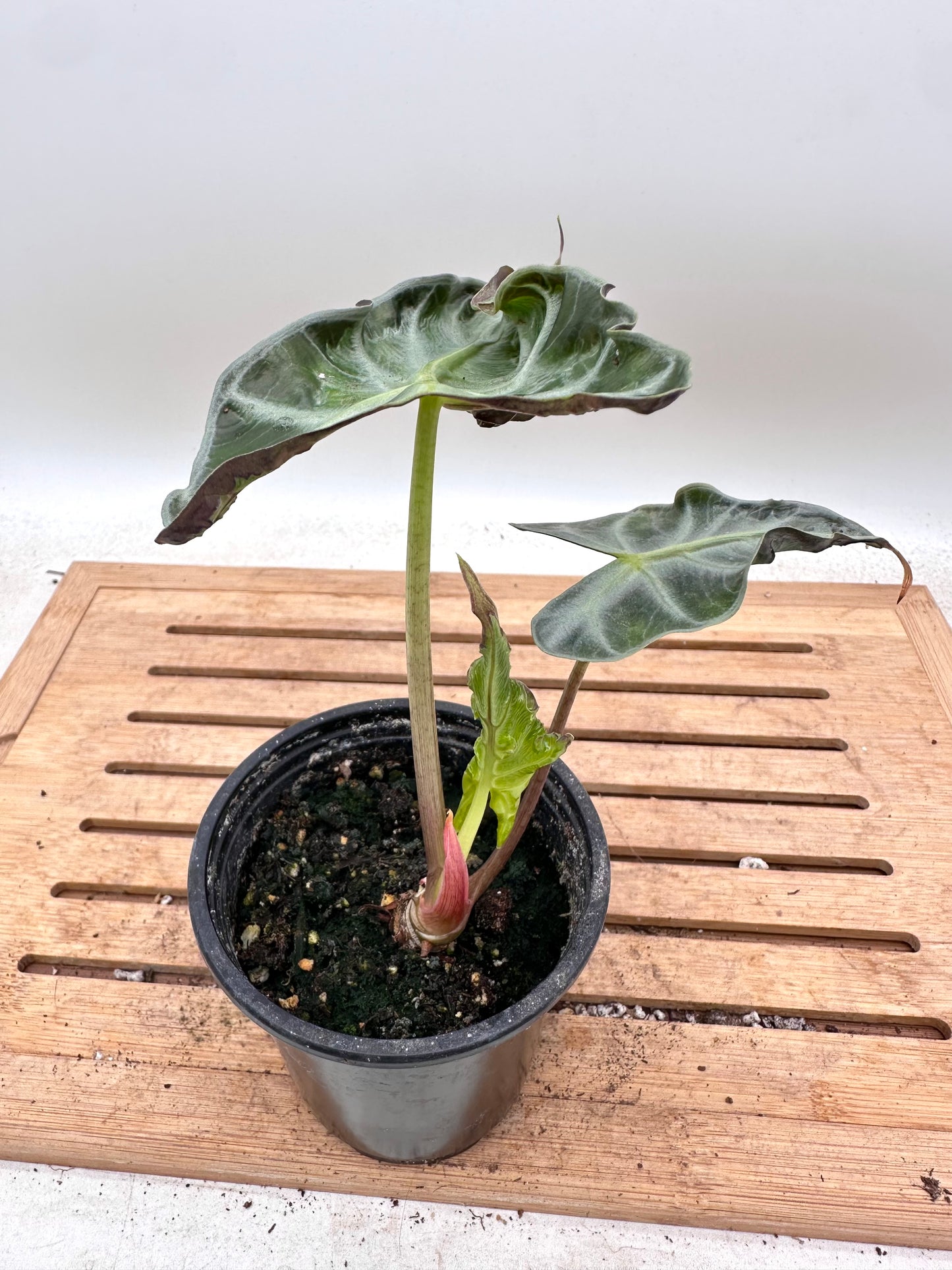 Alocasia Loco - Good size
