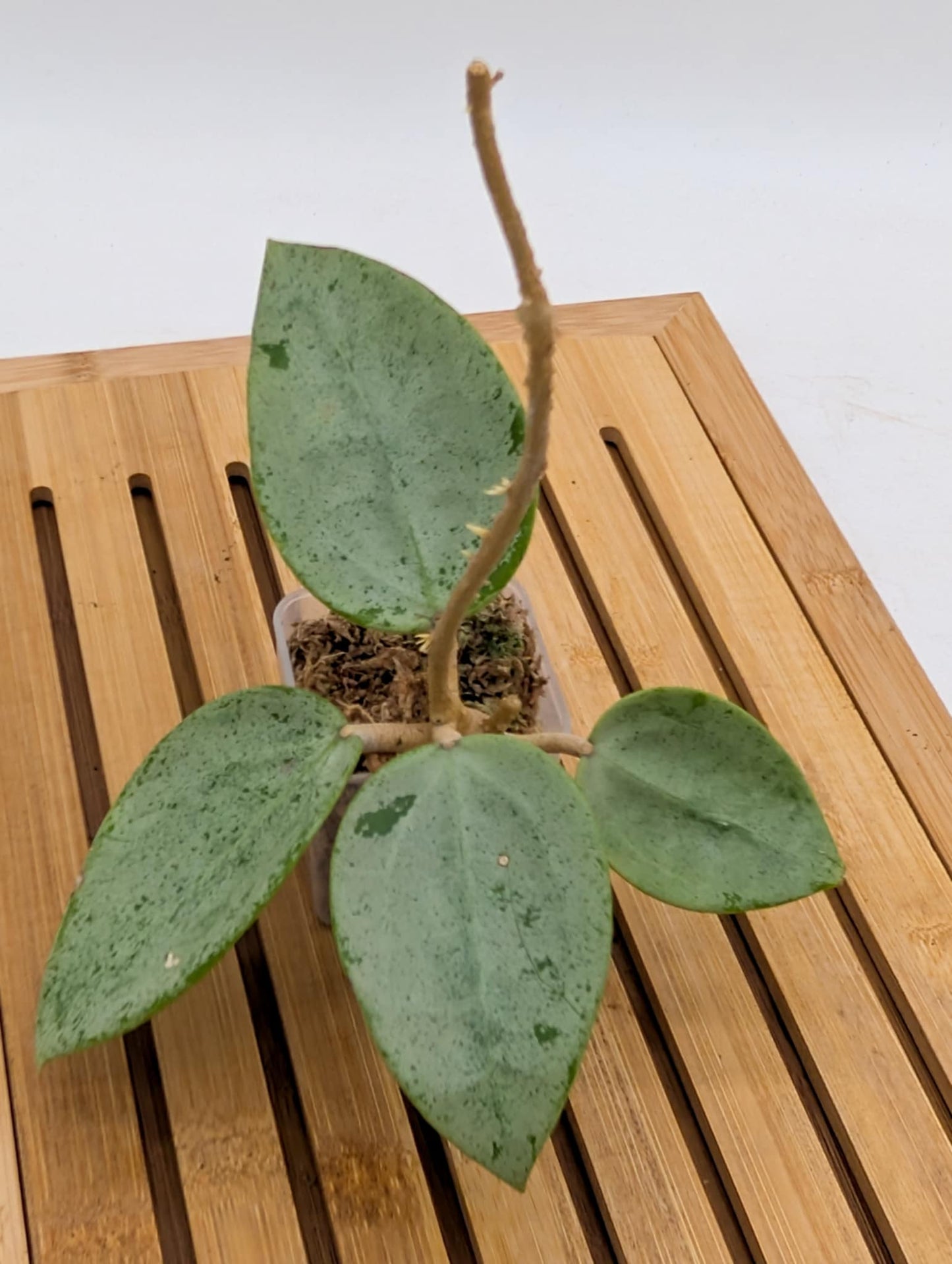 Hoya Verticillata ‘Silver Hearts’