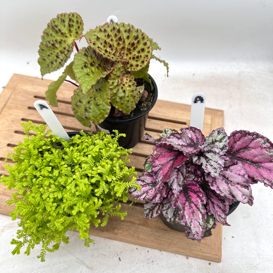 Combo Sale - Begonia Ferox & Golden Club Moss & Begonia ‘Spirit of Sumatra’