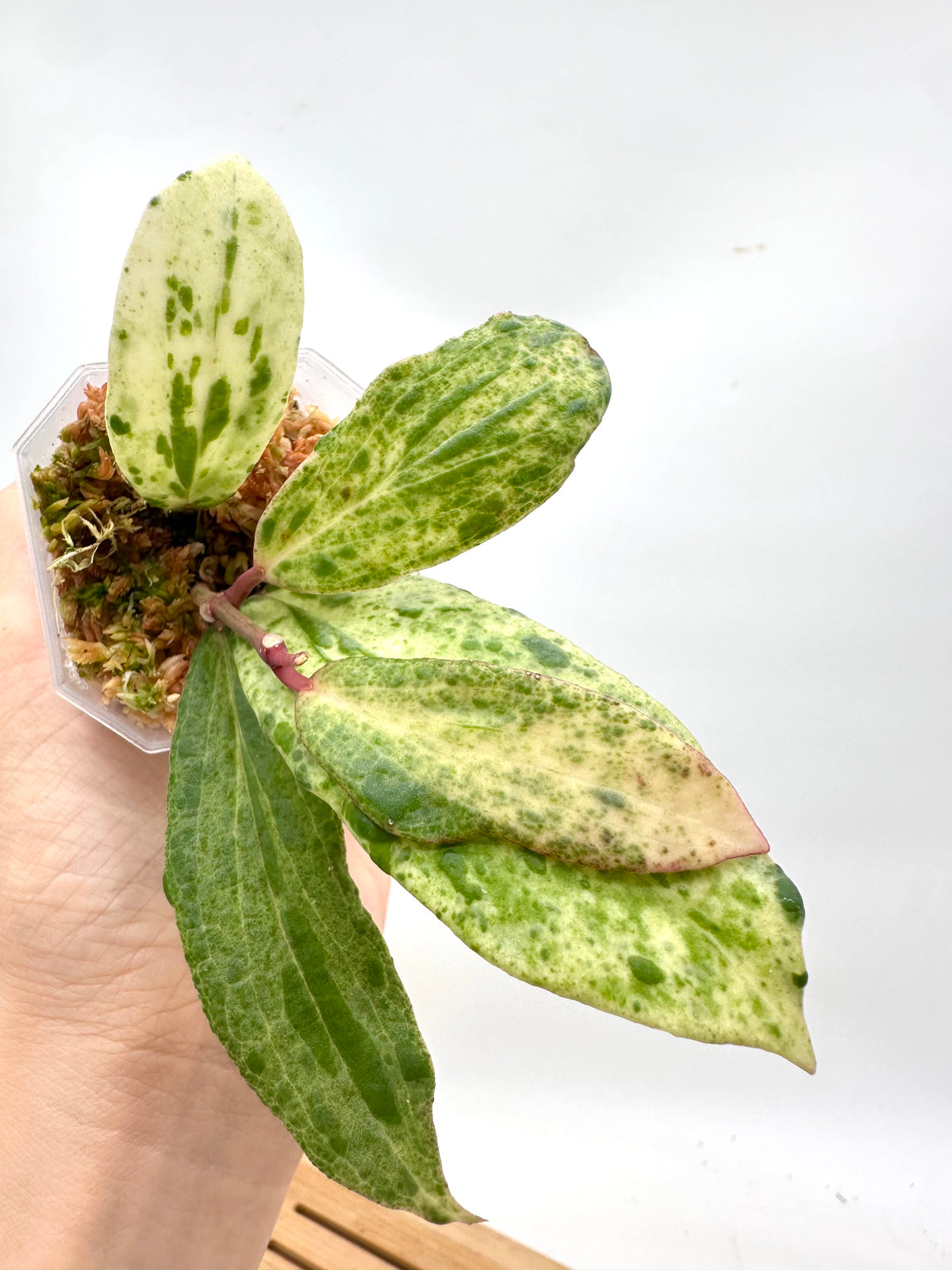 Hoya Crocodile B