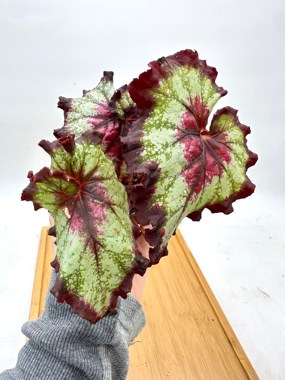 Begonia Noid