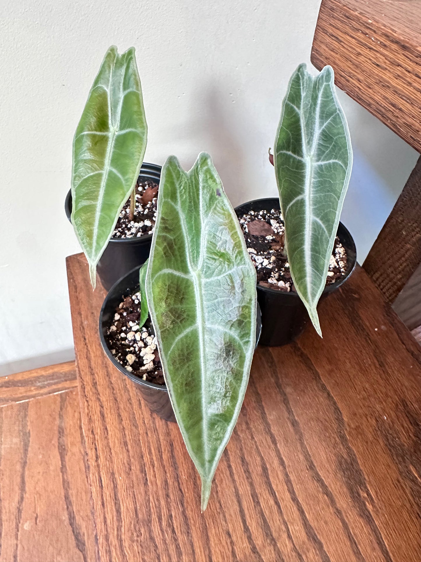 Alocasia Longiloba ‘Purple’