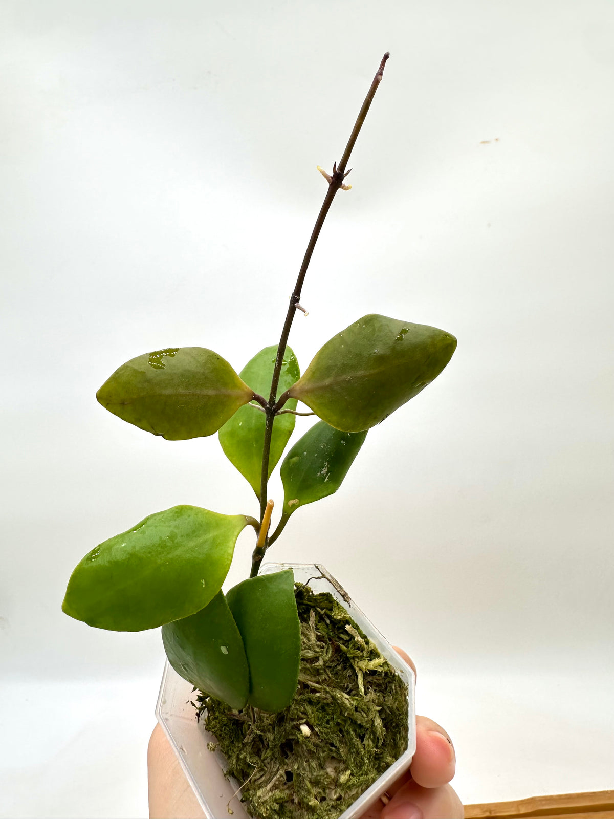 Hoya Brevialata