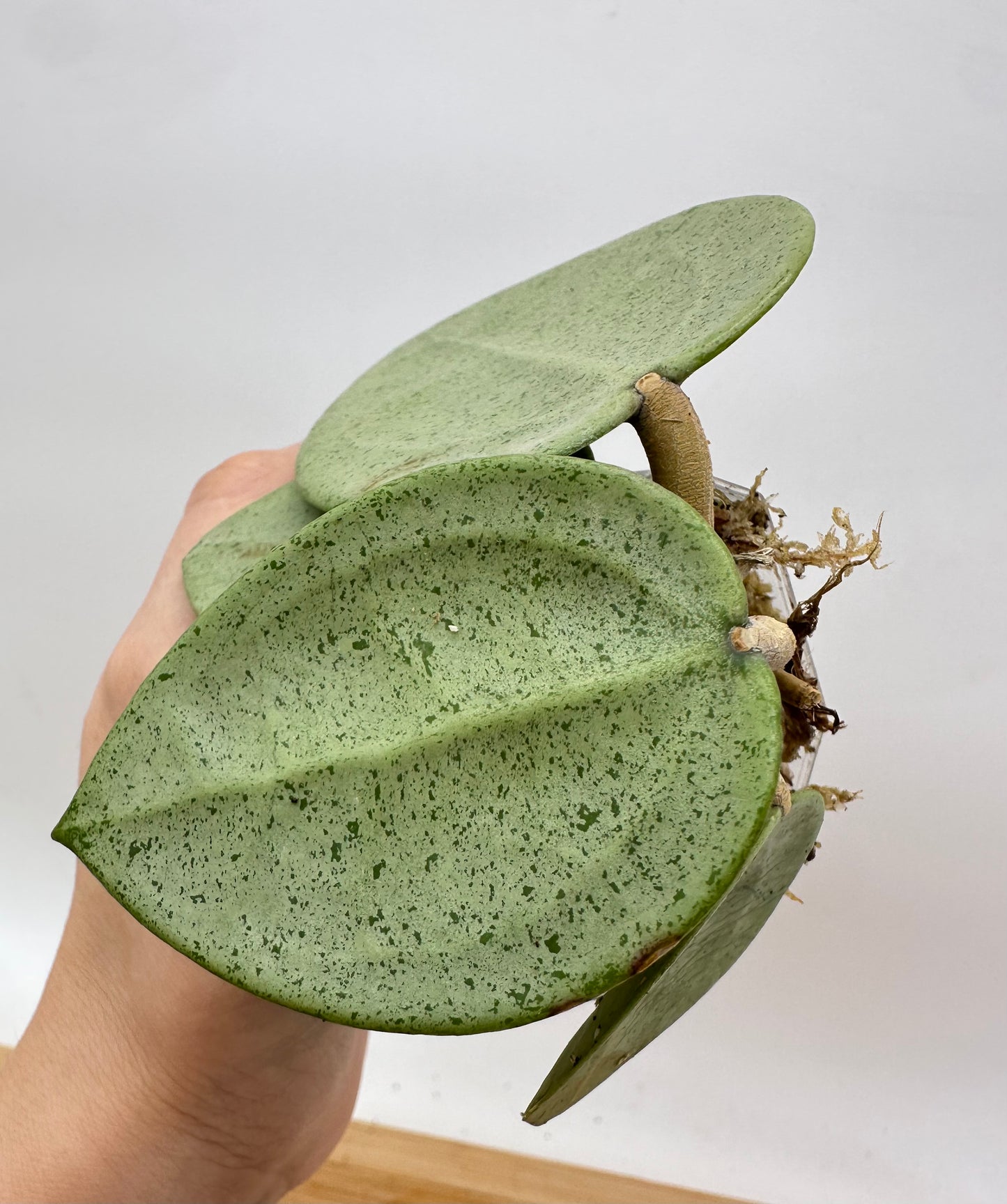 Hoya Verticillata ‘Silver Heart’