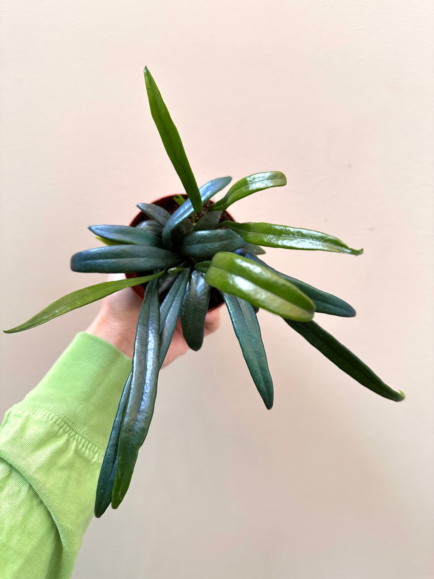 Blue Oil Fern in 3” Pot
